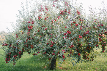 An apple tree filled with bright red apples in orchard