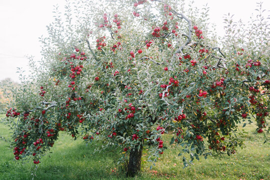 An apple tree filled with bright red apples in orchard