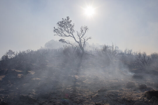 Burnt tree in clouds of smoke