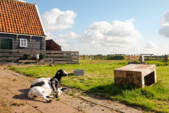 Goats on a farm, Zaanse Schans, Netherlands