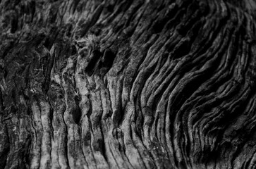 Tree bark in Black and White