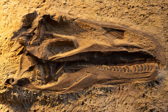 Dinosaur Skull