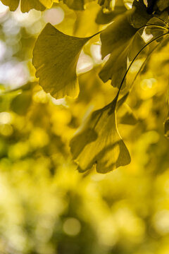Ginkgo biloba