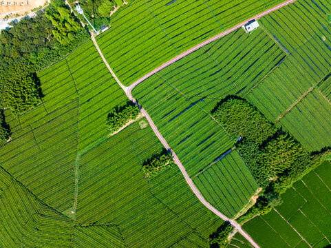 tea plantation