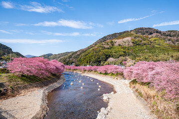 河津桜並木と河津川　静岡県加茂郡河津町