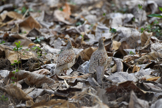 Closeup shot of Grey Francolin