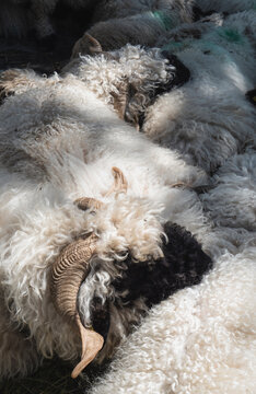 Sheeps