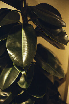 Natural rubber tree houseplant. Interior design aesthetics