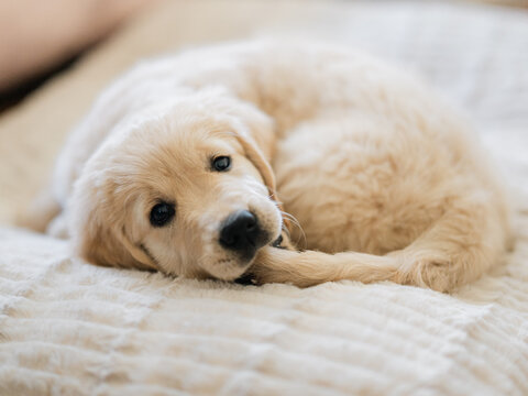 puppy catching her tail