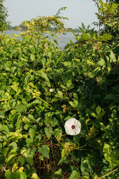 Wild Potato Vine Flower Memphis Riverfront