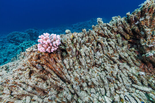 New Hope for Coral Reef in Jeopardy