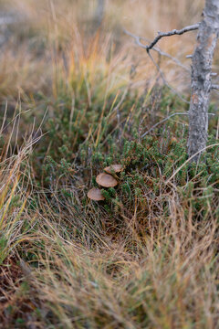 Cluster of mushrooms grows among autumnal grass.