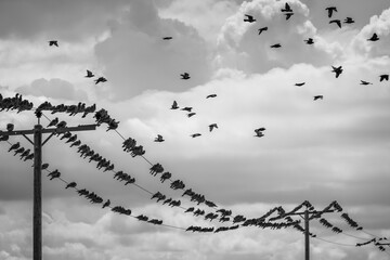 Birds on a wire