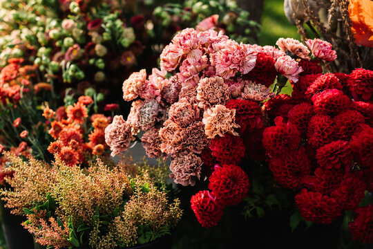 Vibrant red and pink flowers in a garden arrangement
