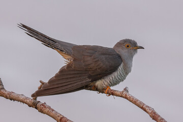 cuckoo, cuculus, canorus, wings, pose, perched, branch, sky, background, setting, sun, feathers