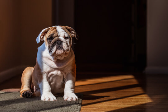 English Bulldog Puppy Sitting in the Sun
