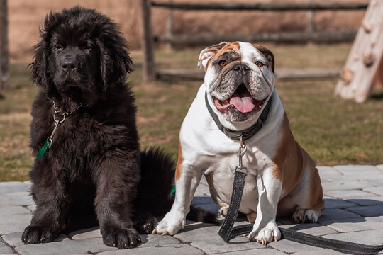 Newfoundland puppy and English Bulldog Sitting Outside Together