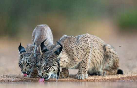 Two Free Iberian Lynx Cubs In Its Natural Environment  