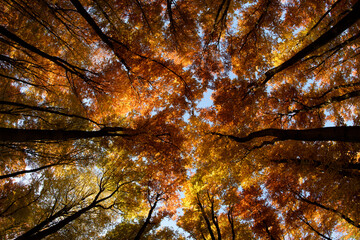 Red trees in forest autumn