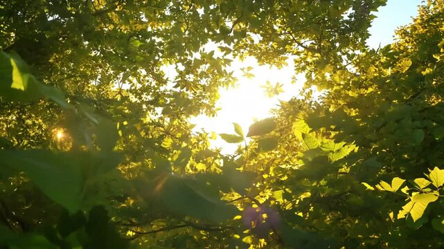 Bottom up view of lush green foliage of trees with afternoon sun, 4k