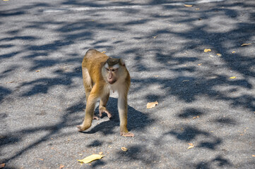 Macaques on the street of Thailand. Photo of monkeys