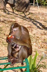 Macaques on the street of Thailand. Photo of monkeys