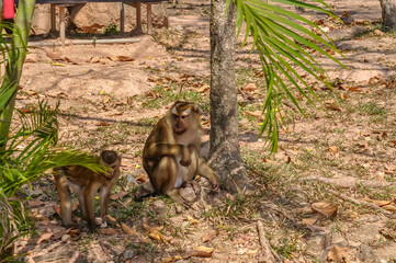 Macaques on the street of Thailand. Photo of monkeys