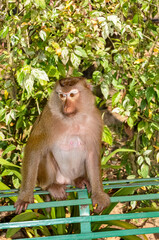 Macaques on the street of Thailand. Photo of monkeys