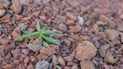 small plant, between stones, difficult conditions, tiny, little
