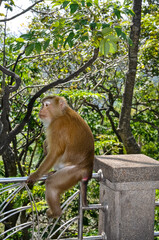 Macaques on the street of Thailand. Photo of monkeys