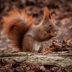 squirrel, eating, nut, rodent, munching, red, sciurus, vulgaris, on the ground, autumn, hazelnut, cute, furry