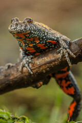 fire, bellied, toad, bombina, bombina bombina, color, characteristic, vertical photo, belly, red,...