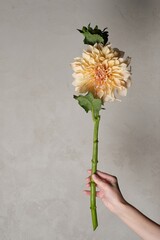 Hand Holding a Flower with a Gray Wall Behind