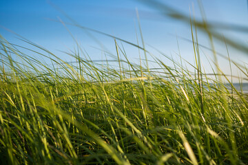 Wild seagrasses along coast