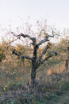 Bare tree with no leaves in a field during autumn season
