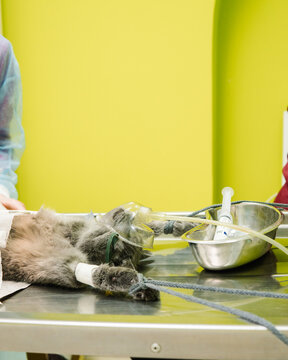 cat's having surgery