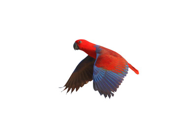 Colorful flying Eclectus parrot isolated on transparent background png file © Passakorn
