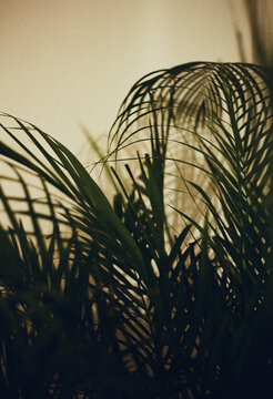 Palm bush natural plant. Interior design. High resolution film scan