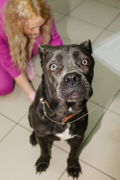 the dog's temperature