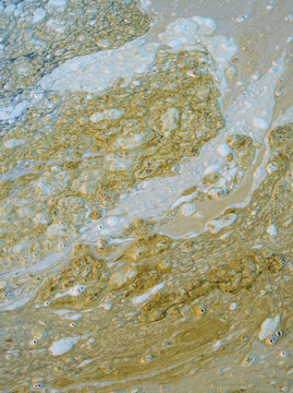 Brown, floating foam on surface of tide pool water