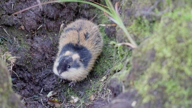 Close up of a lemming Lemmus lemmus trapped in a U shaped hole, breathing quickly and looking at the camera, handheld
