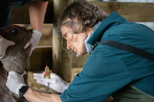 Blood sampling of a calf