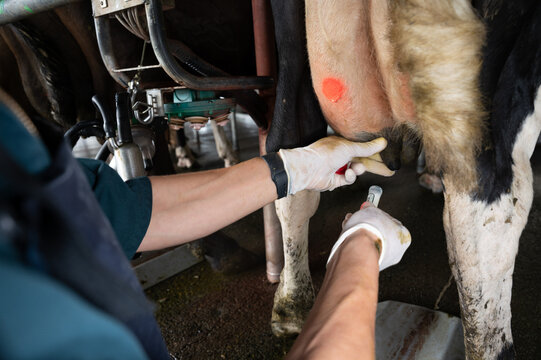 Milk sampling of a dairy cow