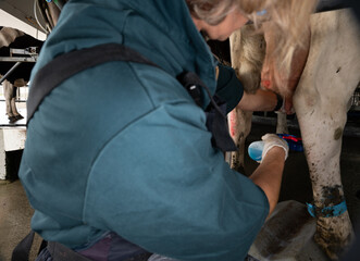 Rapid mastitis test in a diary cow