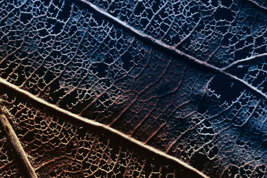 Abstract background texture leaf