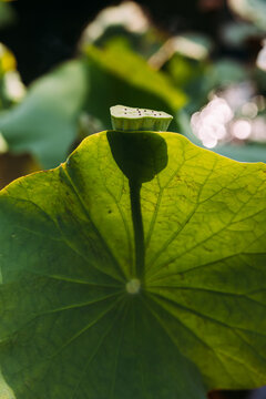 Lotus Seed Pod and Large Leaf in Sunlight with Shadow