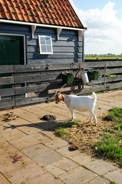 Goats on a farm, Zaanse Schans, Netherlands