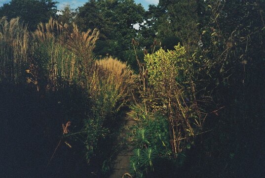 Path through overgrown vegetation in serene garden.