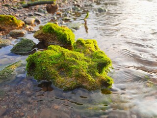 river rocks covered in green moss that grow abundantly on them. The rock is in an area that looks damp indicating a good ecosystem of water and sunlight