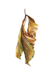 Fototapeta premium Dried twisted leaf of wild grapes. Watercolor illustration drawn by hand. For design, decoration, postcards, souvenirs, printing